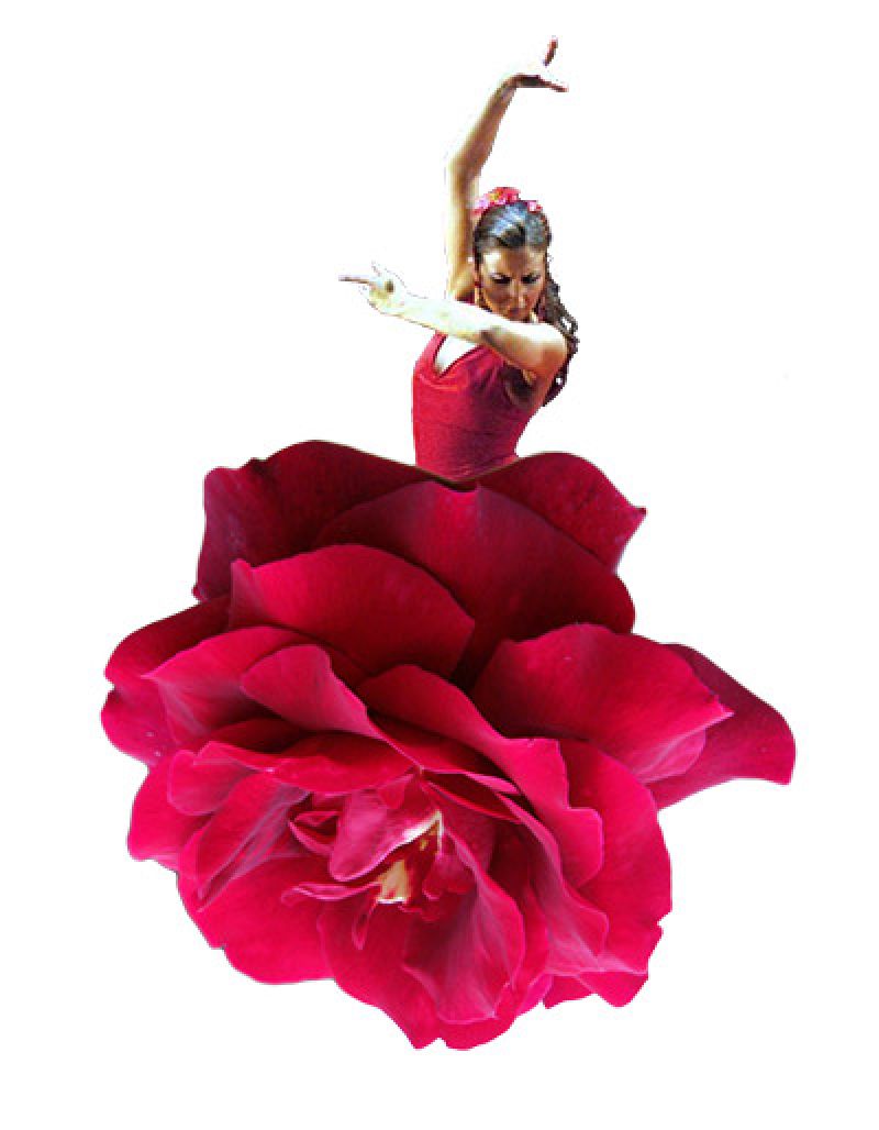 Rosa flamenca